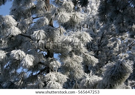 Similar – Snow vs. sun Natur Pflanze