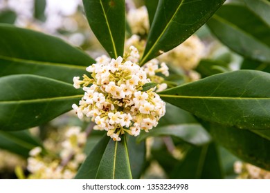 Close Up Of Florida Devilwood Wild Olive Blossoms With Green Leaves And Blurred Background