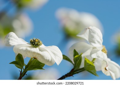 Close Up Of Florida Dogwood Tree, Cornus Florida, White Petals, Yellow Stamens And Pistil Against Blue Sky Background.