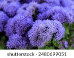 Close up of Floss Flower (Ageratum houstonianum 