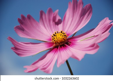 close up of flower