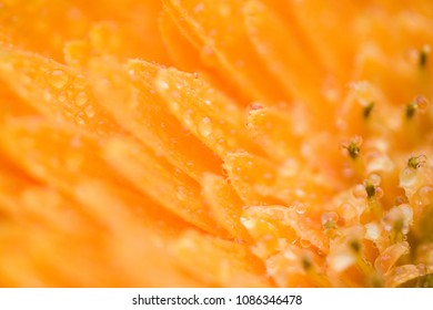 Close up of a flower