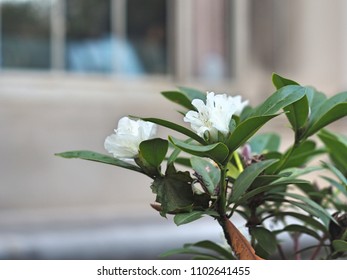 a close up of a flower