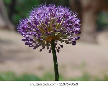 Close up flower