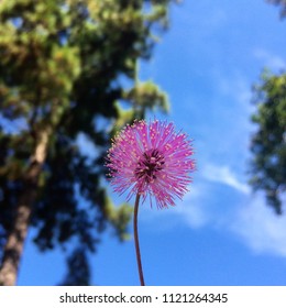 close up flower