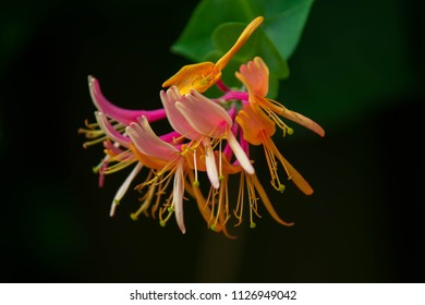 Close up flower