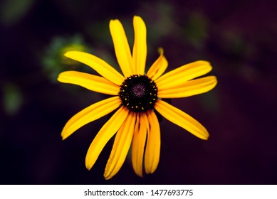 The close up of a flower.