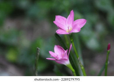 A close up of a flower