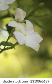 
A close up of a flower