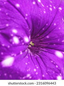                                close up of a flower