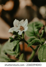 A close up of a flower