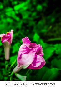A close up of a flower