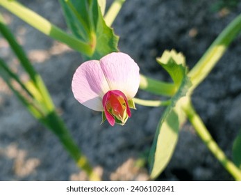 A close up of a flower