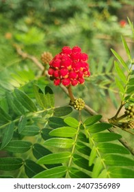 A close up of a flower