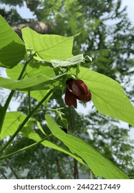  A close up of a flower