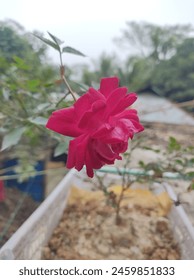 A close up of a flower