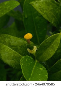 A close up of a flower