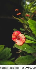 a close up of a flower

