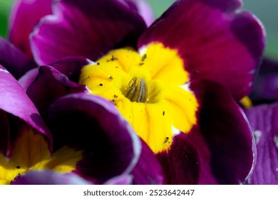 Close up of a flower