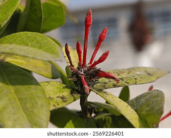 A close up of a flower