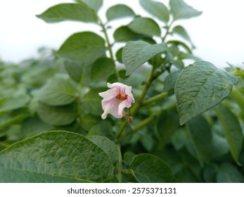 a close up of a flower