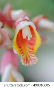 close up flower