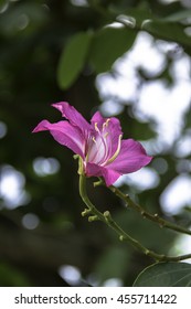Close up flower