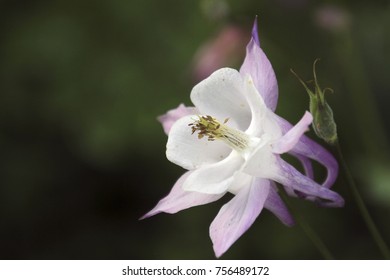 Close up of flower