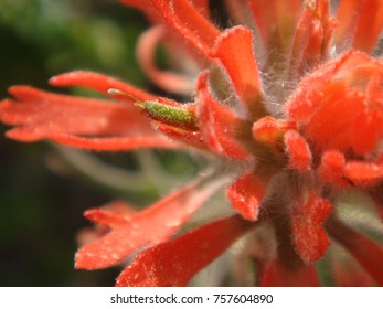 Close up flower