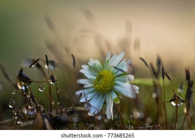 close up in flower