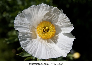 Close up of flower of the Atlas Poppy