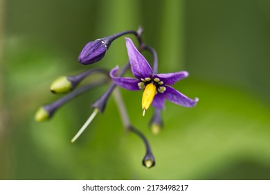A close up of the flower of a bittersweet nightshade 