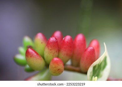 Close up of flower buds in Costa Rica - Shutterstock ID 2253223219
