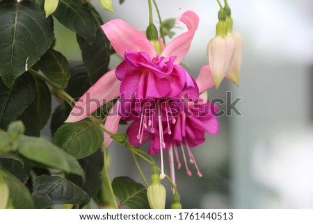 Close up of flower buds  and flowers on a Seventh Heaven Fuschsia plant using selective focus