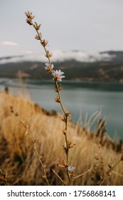 Close Up Flower By Okanagan Lake