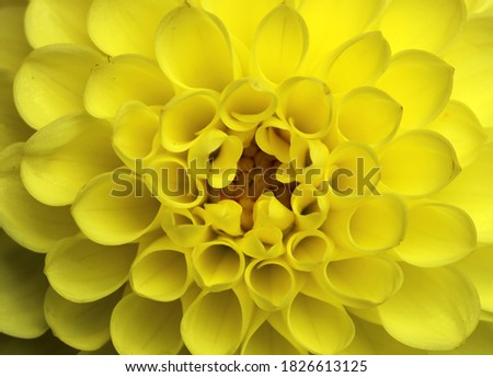 Similar – Image, Stock Photo soon Tagetes will bloom