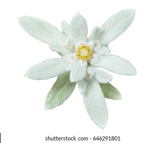A close up of the flower edelweiss (Leontopodium pallibinianum). Isolated on white.
