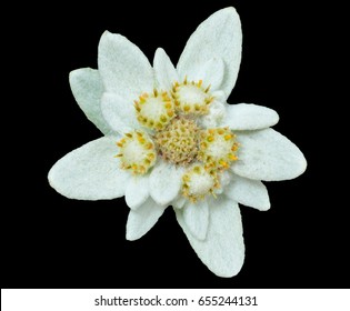 A close up of the flower edelweiss (Leontopodium pallibinianum). Isolated on black.