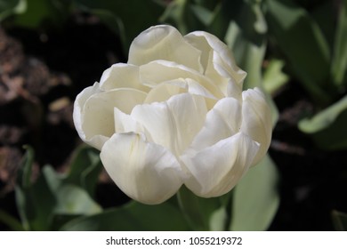 Close up of flower head white