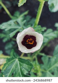 Close up of flower of an hour flowerbud