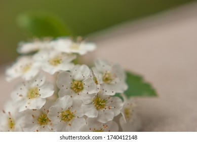 Close Up Of A  Flower With A Litter Bug On It.