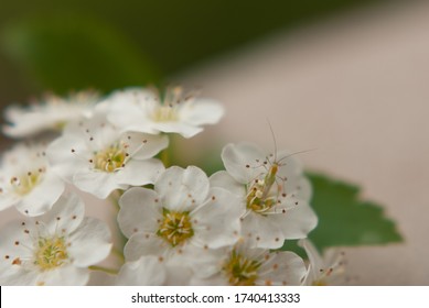 Close Up Of A  Flower With A Litter Bug On It.