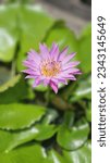 a close up of a flower on a leafy plant, (eos 5ds r, ( eos 5 ds r, aquatic plants, pink lotus queen, spirited water plants, lotus flower, water lilies