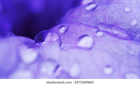 close up of flower petal with dew drop for use as background - Powered by Shutterstock