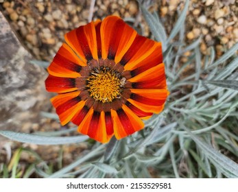 Close Up Of Flower Petals And Pollen Texture