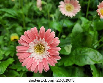 Close Up Of Flower Petals And Pollen Texture