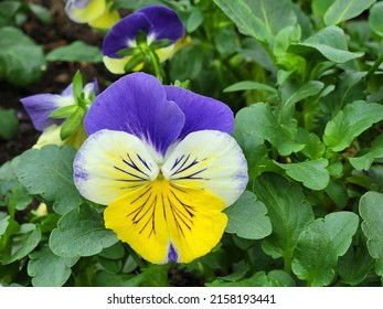 Close Up Of Flower Petals And Pollen Texture