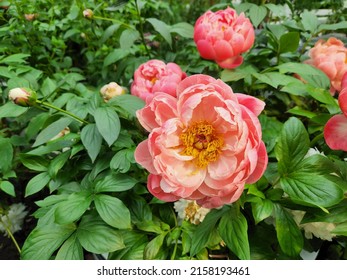 Close Up Of Flower Petals And Pollen Texture