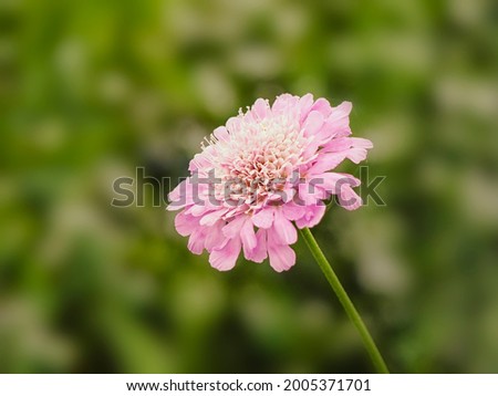 Close up of flower of Scabiosa incisa ‘Kudo’ in a garden in summer