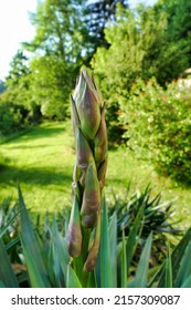 Close up of the flower spike emerging from the centre of a Yucca plant

